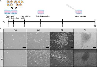 Exogenous LIN28 Is Required for the Maintenance of Self-Renewal and Pluripotency in Presumptive Porcine-Induced Pluripotent Stem Cells